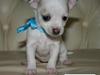 Chihuahua Barbie-Chanel
