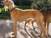 Saluki Qhandahar [Tidl. hund]