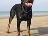 Rottweiler Muddi