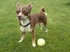 Chihuahua Pacha