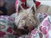 West highland white terrier felix
