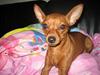 Dvaergpinscher Channi