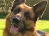 Schæferhund  Akita Nabonas  en hund f