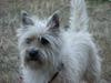 Cairn terrier Arthur