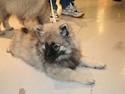 Keeshond Ciris