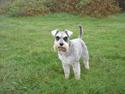 Dvaergschnauzer Andrea