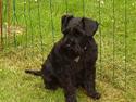Dvaergschnauzer Nolly