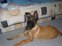 Malinois Søholms Cody  * DØD *