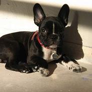 Fransk bulldog Karla