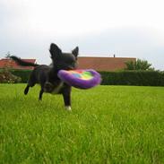 Chihuahua Fie