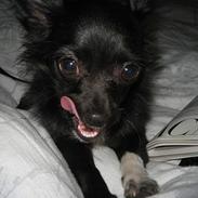 Chihuahua Fie