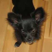 Chihuahua Fie