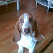 Basset hound Miss Piggy