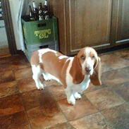 Basset hound Miss Piggy