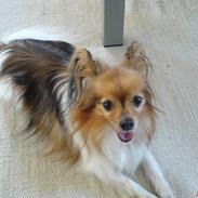 Papillon simba