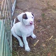 Amerikansk staffordshire terrier Gino