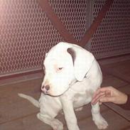 Amerikansk staffordshire terrier Gino