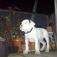 Amerikansk staffordshire terrier Gino