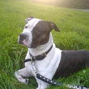 Amerikansk staffordshire terrier *Taz*