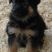 Schæferhund Leri Yo-yo