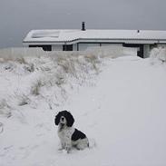 Field Trial spaniel Sonny