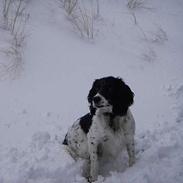 Field Trial spaniel Sonny