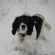Field Trial spaniel Sonny