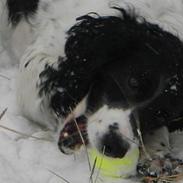 Field Trial spaniel Sonny