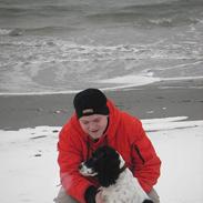 Field Trial spaniel Sonny