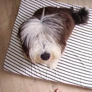 Bearded collie Vappe