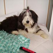 Bearded collie Vappe