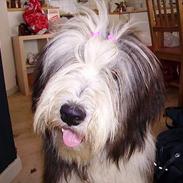 Bearded collie Vappe