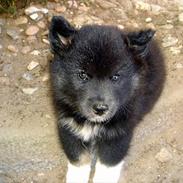 Finsk lapphund Coco 