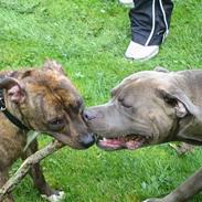 Amerikansk staffordshire terrier Rocco