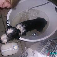 Bearded collie Vappe