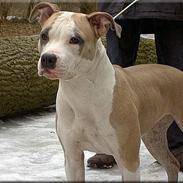 Amerikansk staffordshire terrier Raini