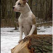 Amerikansk staffordshire terrier Raini