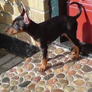 Dvaergpinscher Snubi