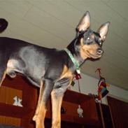 Dvaergpinscher Snubi