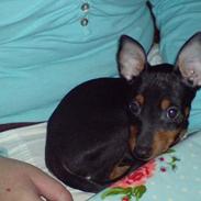 Dvaergpinscher Snubi