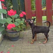 Dvaergpinscher Snubi