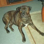 Blanding af racer nelli