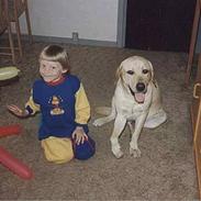 Labrador retriever Polly. (død)