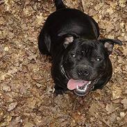 Staffordshire bull terrier Cani
