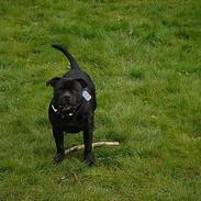 Staffordshire bull terrier Cani