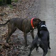 Blanding af racer nelli