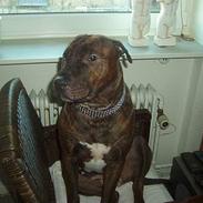 Blanding af racer nelli