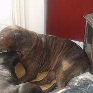 Blanding af racer nelli