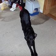 Labrador retriever plet