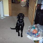 Labrador retriever plet
